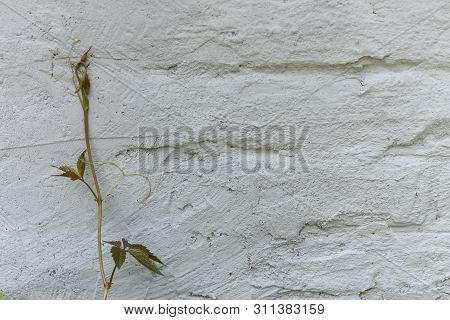 Small Whild Grapes Plant Near Old White Roughly Created Brick Wall Painted With White Paint, Close U