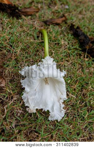 White Dolichandrone Serrulata Flower On The Ground In Thailand, Thai Vegetable