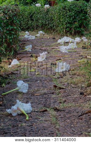 White Dolichandrone Serrulata Flower On The Ground In Thailand, Thai Vegetable, Covering A Path