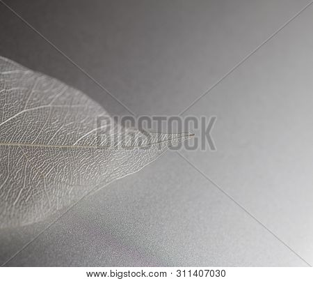 Beautiful Interesting Natural Background From A Dry Leaf With An Original Pattern