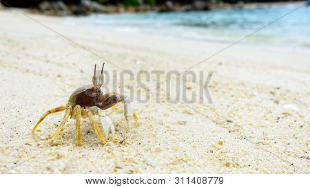 Beautiful Nature Of Wildlife, Close-up Of Wind Crab, Ghost Crab Or Ocypode On The Sand In Summer At 