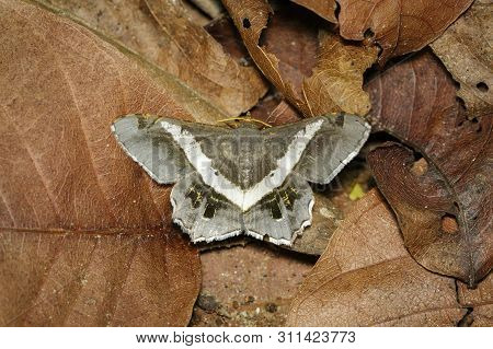 Image Of Moth Or Butterfly (semiothisa Eleonora) On Dry Leaves. Insects. Animals.