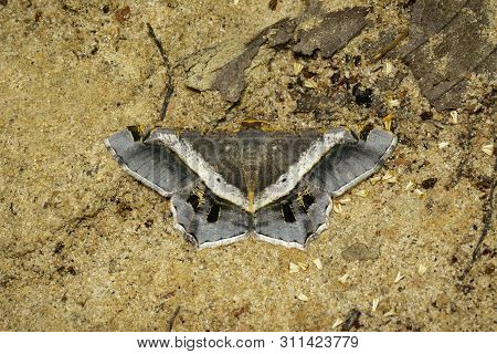 Image Of Moth Or Butterfly (semiothisa Eleonora) On The Ground. Insects. Animals.