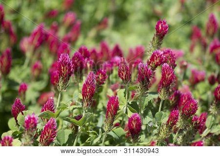 Bright Red Crimson Clover Blossoms - Trifolium incarnatum
