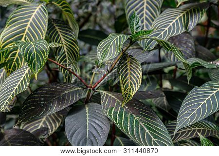 Zebra Plant Pattern Sanchezia Parvibracteata . The Largest Form Of Sanchezia, Originally From Tropic