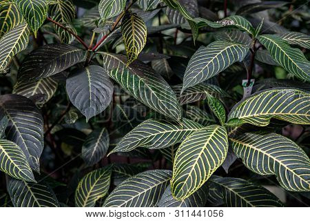 Zebra Plant Pattern Sanchezia Parvibracteata . The Largest Form Of Sanchezia, Originally From Tropic