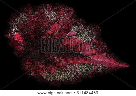 Begonia Rex- Pink Leaf Texture