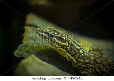 Close-up Portrait Of The Head Of A Western Green Lizard - Lacerta Bilineata