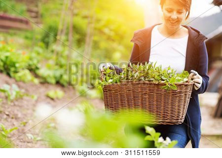 Gardening fresh herbs in summer  woman with wooden basket full of fresh herbs ment peppermint tea