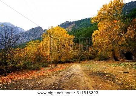 Landscape image of dirt countryside dirt road with colorful autumn leaves and trees in forest of Mersin, Turkey