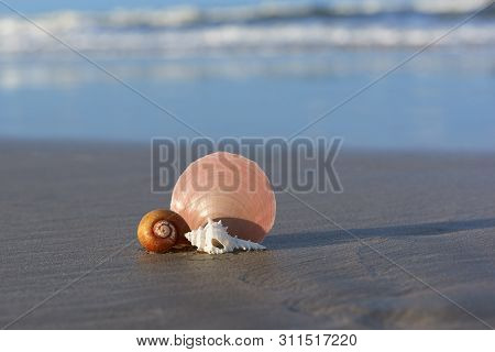 Seashells On The Beach With Morning Sunlight. Seawaves On Background.
