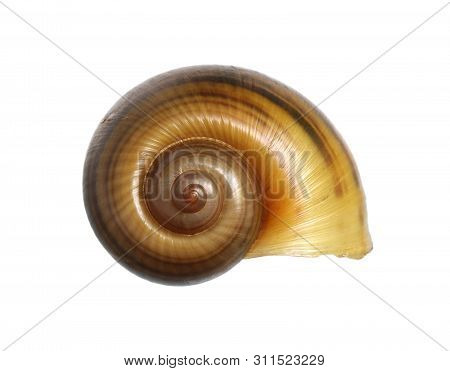 Golden Applesnail Shell (with Clipping Path) Isolated On White Background