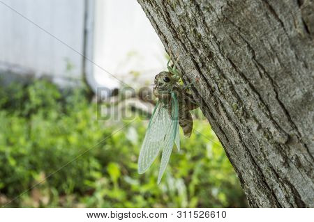 Cicada Shedding It's Exoskeleton