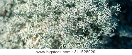 Forest Moss Lichen Cladonia Rangiferina. Akvavit Cooking Base. Macro Close Up.