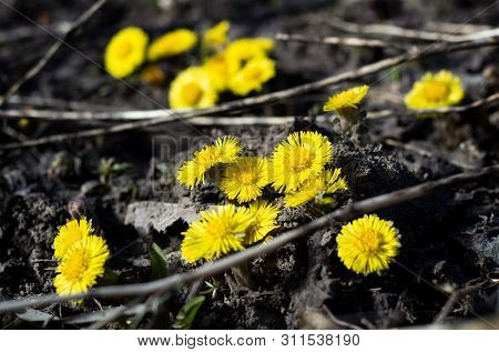 Bright Spring Flowers On Black Ground. Tussilágo Fárfara.