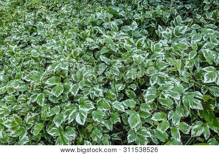 Varieagated Leaves Of Decorative Goutweed Plant Or Aegopodium Podagraria For Gardening