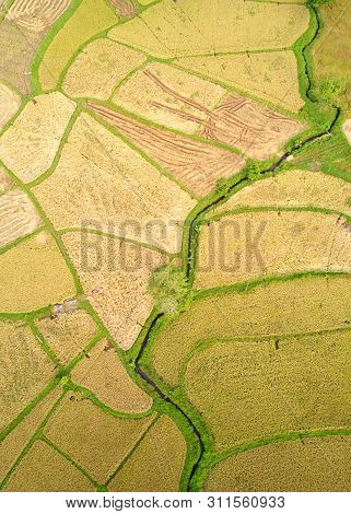 Paddy Plant Plantation Flat Lay Airscape Photo
