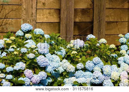 Hydrangeous Flower Blossoms Besides A Fence Taken At A Garden In A Residential Yard