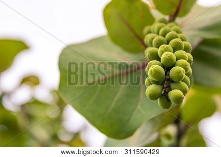 A Bunch Of Naturally Growing Sea Grape Trees Bearing Young Fruit Off The Coast Of Florida. Close Up 