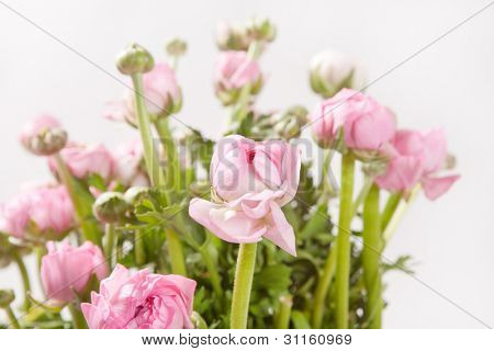 Ranuncolo rosa