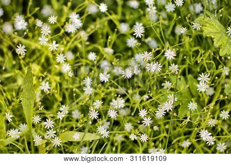 Small White Flowers In Nature In Summer Day. Horisontal Photo Background Wallpaper.
