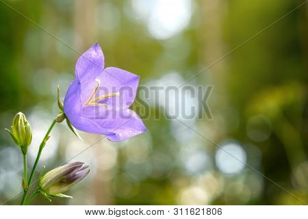 Flower Blue Campanula On The Edge Of The Forest. Beautiful Wild Flower Closeup With Copy Space