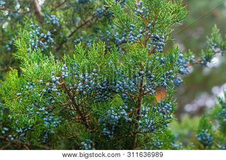 Beautiful Tuya With Many Cones In The Park