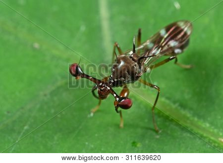 Macro Photography Of Stalk-eyed Fly On Green Leaf
