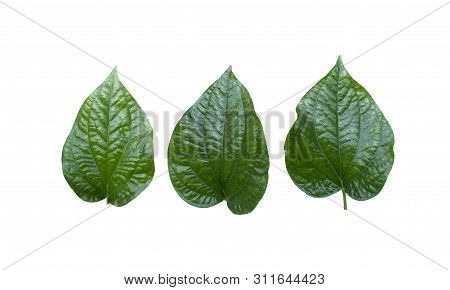 Chaplo , Herb Of Thailand And The Cooking. Green Leaf On Isolated White Background. Dicut