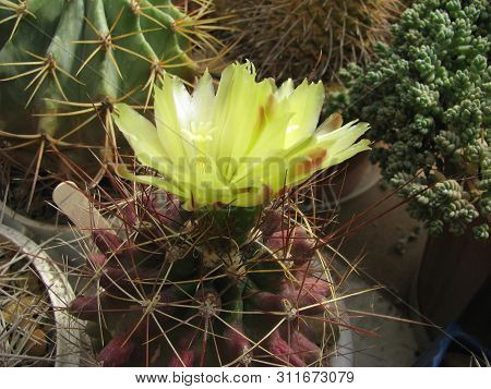 Flowering Cactus Hamatocactus Longihamatus In The Collection Of Succulents, Closeup