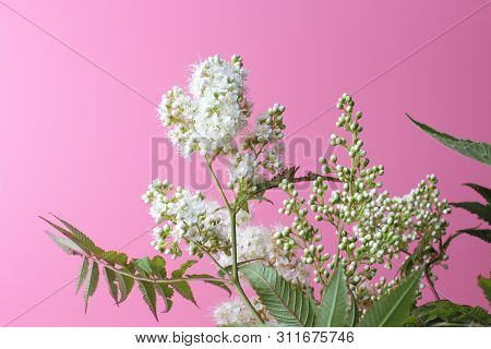 Bright White Flowers (sorbaria Sorbifolia) On A Pink Background, Beautiful Thin Stamens. Place For T