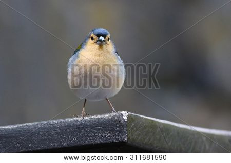 Male Of  Madeiran Chaffinch, Fringilla Coelebs Maderensis On The Bench