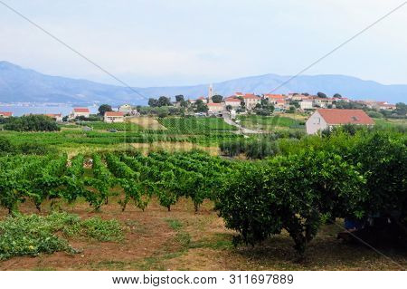 A View Of A Sprawling Wine Vineyard Growing The Local Grk Grapes With The Small Town Of Lumbarda In 