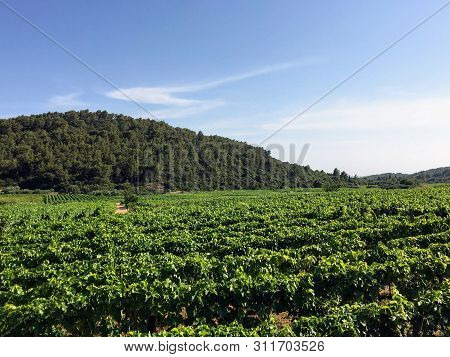 A View Of A Sprawling Wine Vineyard Growing The Local Grk Grapes On Korcula Island In Croatia.