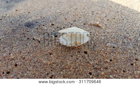 Sea Shell On Sand At The Sea Shore.