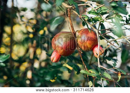 Punica (pomegranate Or Punica Granatum) In Garden