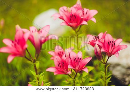 Zephyranthes Flower. Common Names For Species In This Genus Include Fairy Lily, Rainflower, Zephyr, 