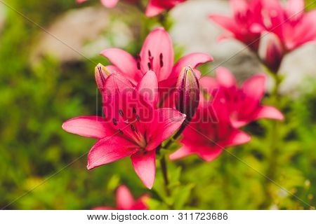 Zephyranthes Flower. Common Names For Species In This Genus Include Fairy Lily, Rainflower, Zephyr, 