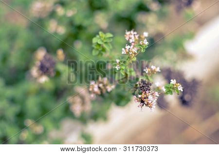 Thymus Serpyllum Blooms In The Garden, Close-up