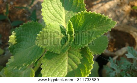 Plectranthus Amboinicus Closeup