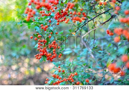 Firethorn Pyracantha Coccinea Berries In The Fall Season. Orange, Red Or Yellow Pyracantha Berries I