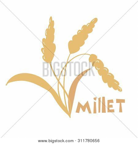 Illustration Of Pearl Millet Plant. Vector Illustration Of Cereal Grains