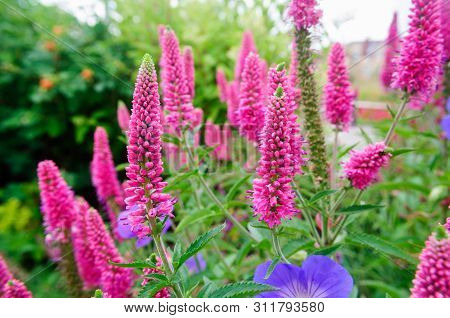 Purple Blossoms Of Veronica Longifolia In The Garden.