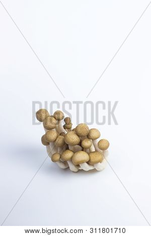 Shimeiji Mushroom Japanese Edible Mushroom In Isolated Background