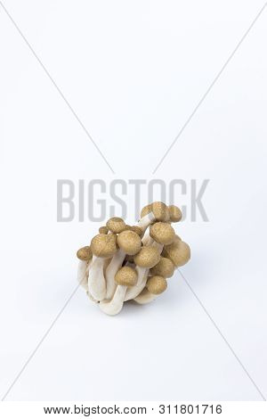 Shimeiji Mushroom Japanese Edible Mushroom In Isolated Background