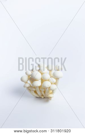 Shimeiji Mushroom Japanese Edible Mushroom In Isolated Background