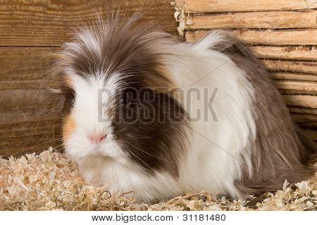 Portrait du cochon d'Inde