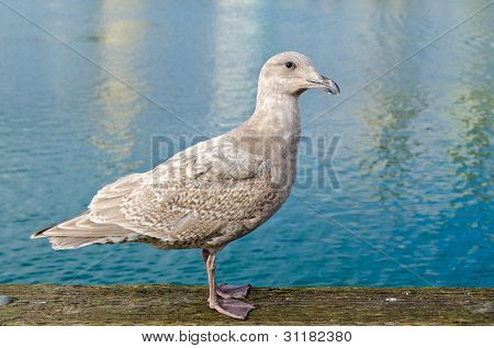 Sea gull wdziękiem pozuje do zdjęcia w centrum Vancouver, w Kanadzie.