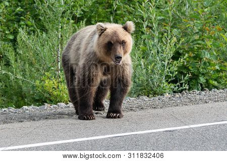 Hungry Kamchatka Brown Bear (ursus Arctos Piscator) Standing On Roadside Of Asphalt Road, Heavily Br