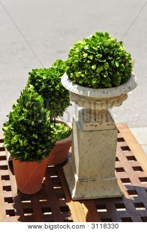 Vasos de plantas verdes